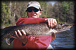 Pictured - Northern Pike