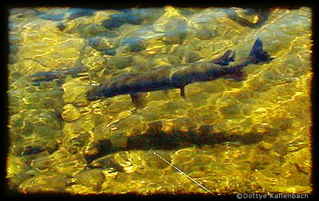 Clear water gave a good view of the northern I hooked in Quetico.