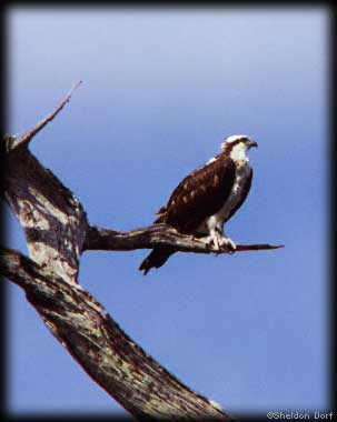 Osprey near Quetico/BWCA