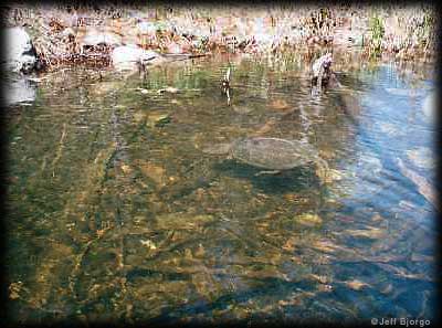 Big snapping turtle