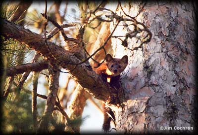 Martin in a red pine.- Lake Three