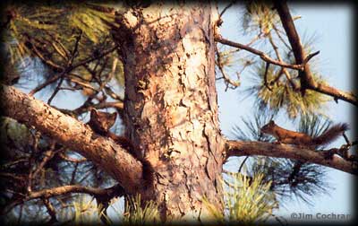 Martin and red squirrel