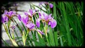 BWCA Iris