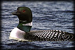 Loon