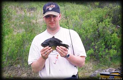 Monster BWCA Bluegill