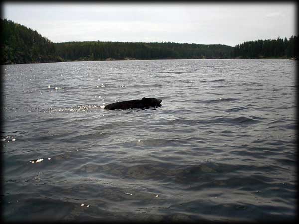 Quetico solo canoe trip ©Doug Clark