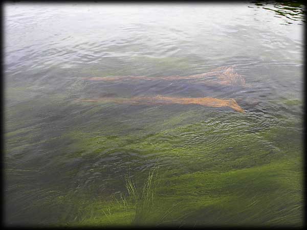 Quetico solo canoe trip ©Doug Clark