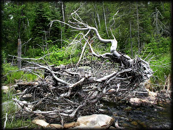 Quetico solo canoe trip ©Doug Clark