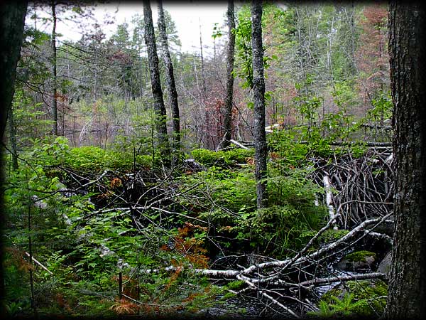 Quetico solo canoe trip ©Doug Clark