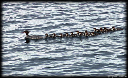 Merganser with 17 ducklings. Had to be an adoption