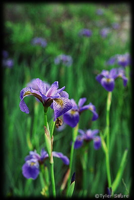 Lots of wild Irises growing at a portage in the Falls Chain