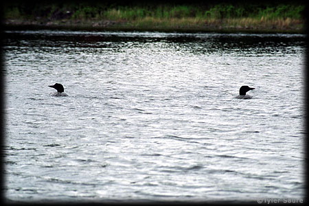 Not a mirror image photo. Two loons surfaced near us