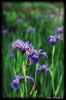 Lots of wild Irises growing at a portage in the Falls Chain.