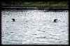 Not a mirror image photo. Two loons surfaced near us.