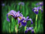 Wild Irises at a portage