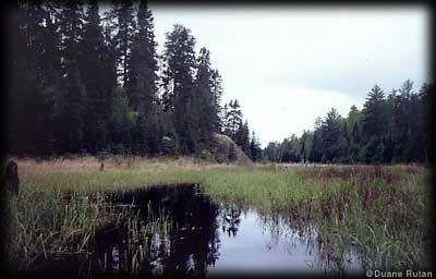 Quetico wetland