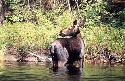 Boundary Waters