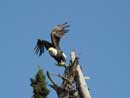 Bald eagle on Pickerel River (September, 2009)