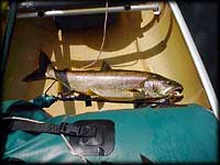 Lake trout in canoe