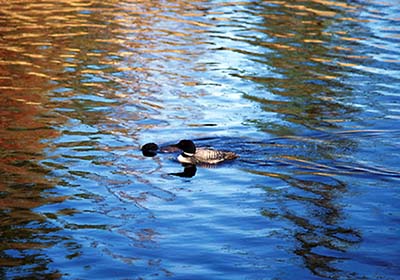 Quetico Loons