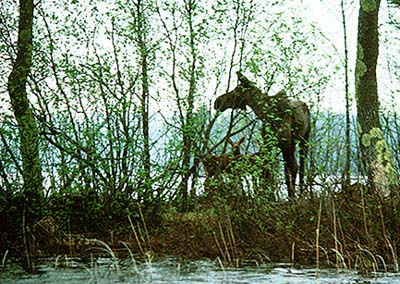 Moose and calf on Quetico island