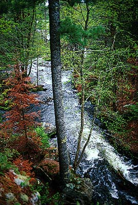 Quetico stream