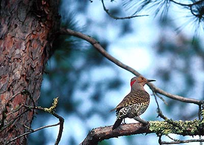 Northern Flicker in Quetico