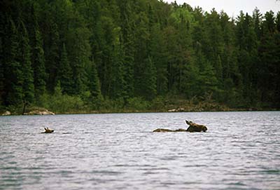 Moose and her calf crossing a Quetico lake