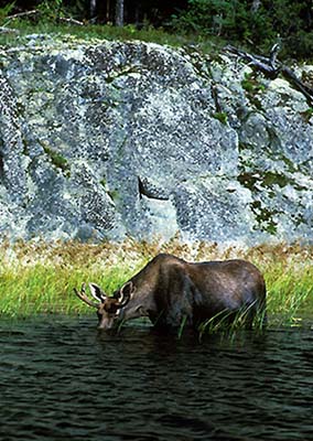 Moose