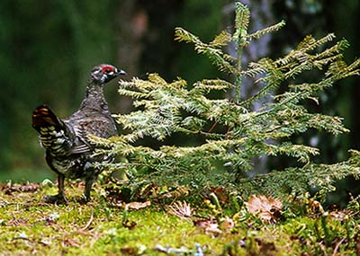 Spruce Grouse in the BWCA