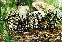 Swallowtail Butterflies