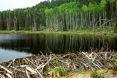 BWCA Beaver Dam