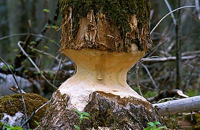 Beaver tree