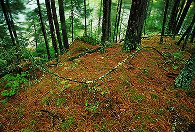 Forest floor