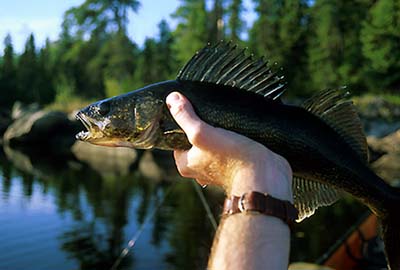 Walleye