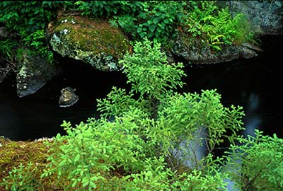 Beaver pond