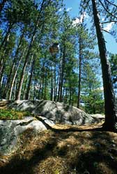 Foodpacks hanging in Quetico