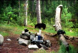 Black bear in Quetico campsite