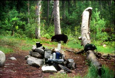 Black bear in Quetico campsite