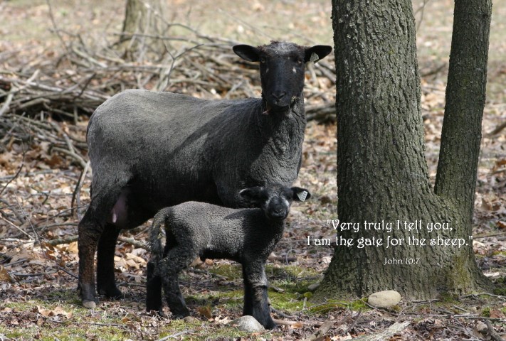 6_MAY_Sheep__Small_.jpg