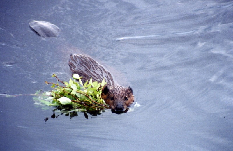 Busy_beaver.jpg
