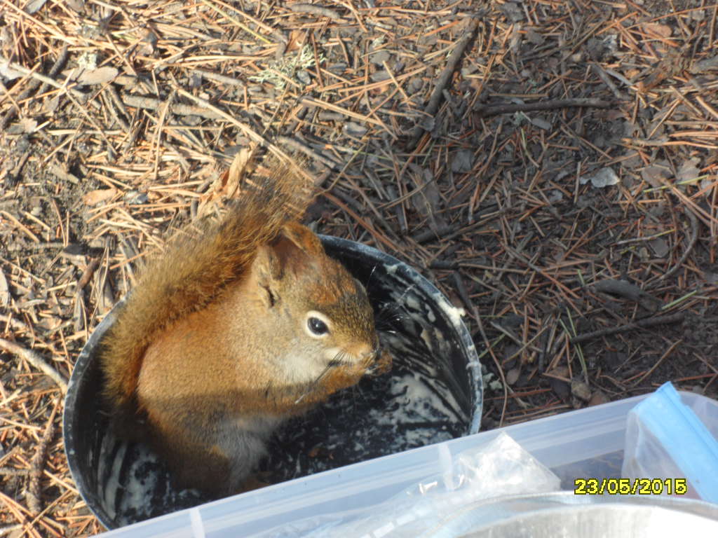 CHIPMUNK_IN_POT.JPG