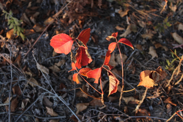 Canoe_Trip_Quetic_Shade_Lake_9-23_to_9-30-12_a529.jpg