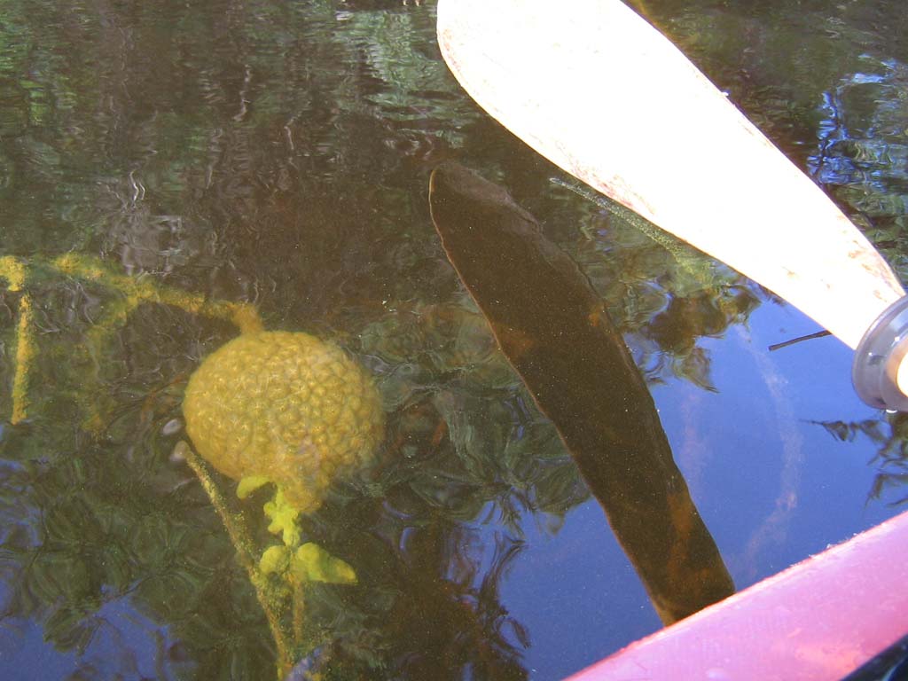 IMG_6526.JPG