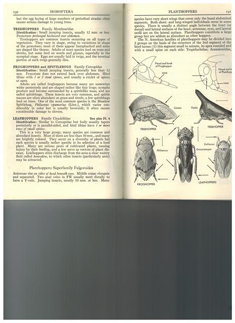 Insect_guide1.jpeg