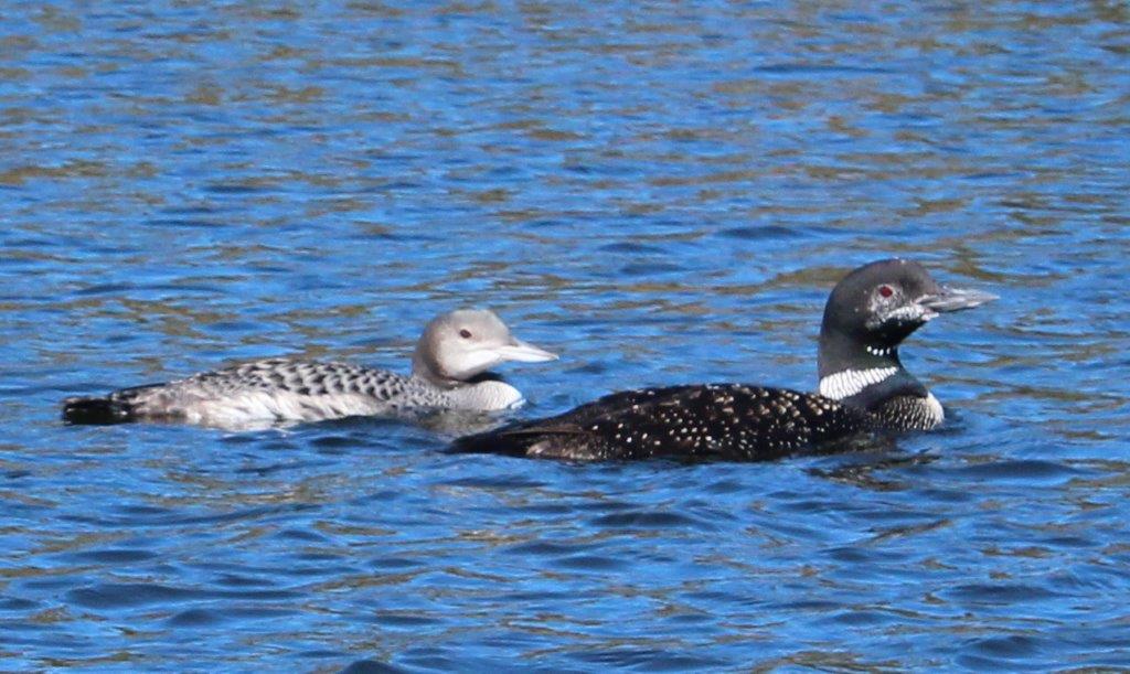 Loons_Moose1.jpg