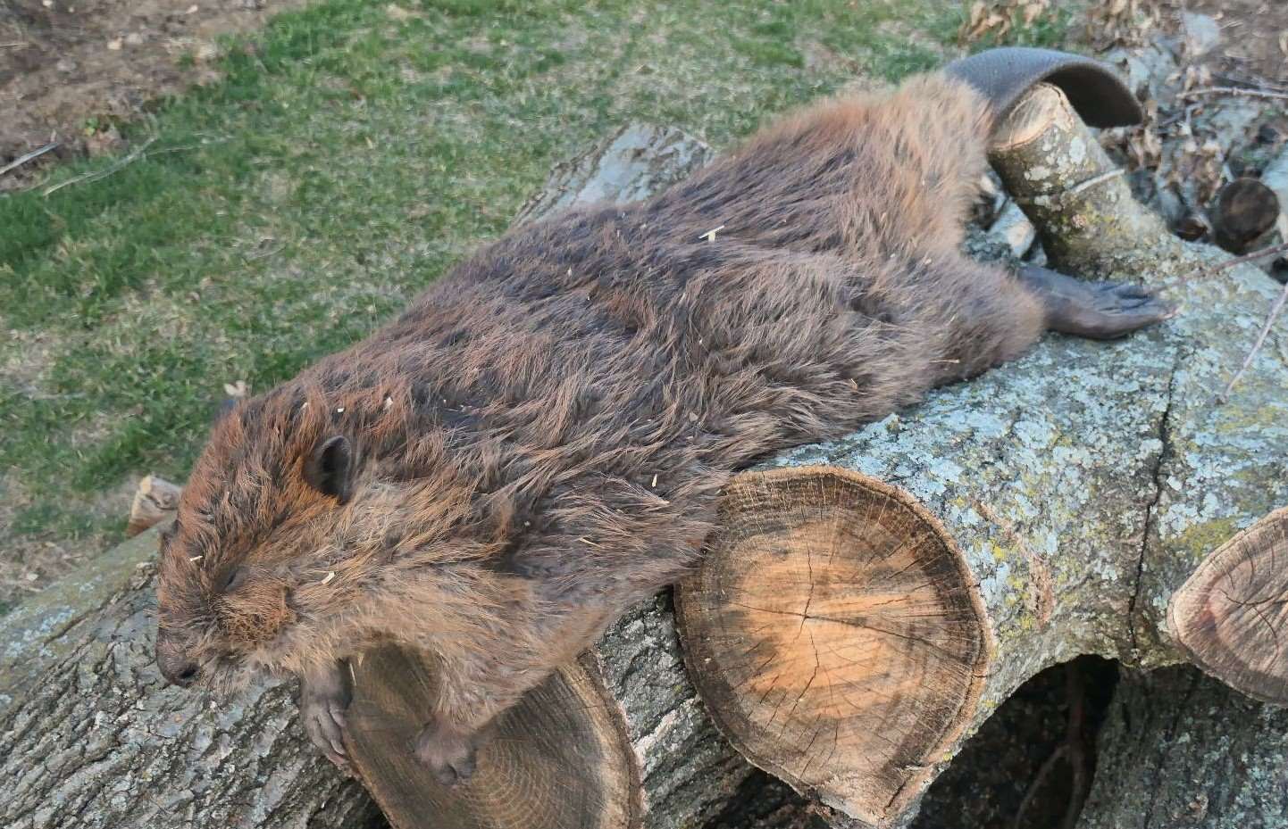 Marten_s_dish.jpg