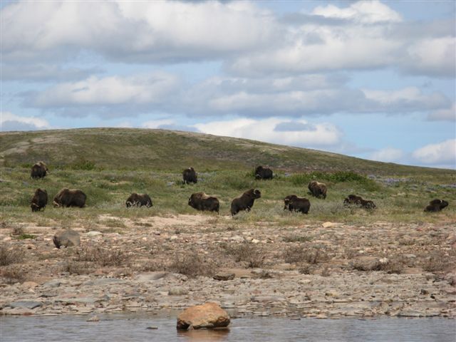 Muskoxen1.jpg