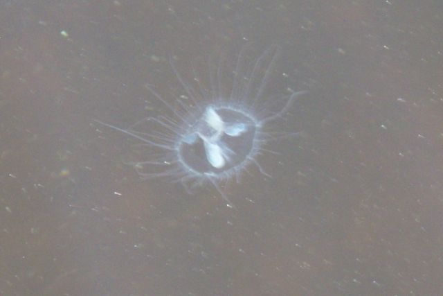 P9100043_2.jpg