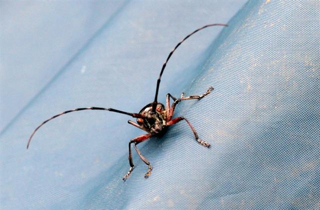 Pine_bark_beetle_crop_QF__Small_.jpg